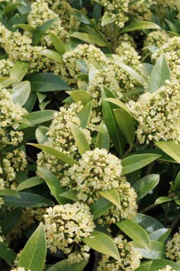 Skimmia Skimmia japonica 'Finchy' struik Skimmia japonica 'Finchy'