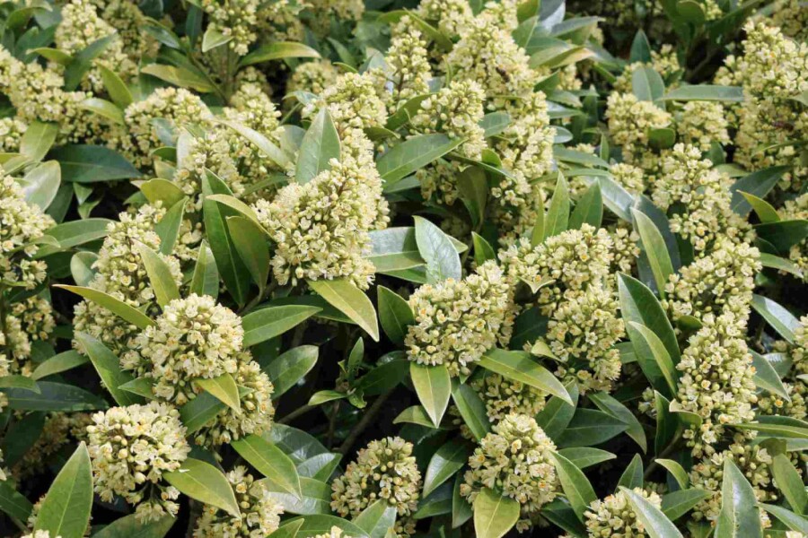 Skimmia Skimmia japonica 'Finchy' struik Skimmia japonica 'Finchy' struik