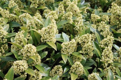 Skimmia Skimmia japonica 'Finchy' struik Skimmia japonica 'Finchy'