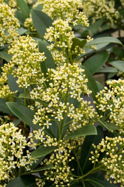 Skimmia Skimmia japonica 'Marlot' struik Skimmia japonica 'Marlot' struik