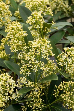 Skimmia Skimmia japonica 'Marlot' struik Skimmia japonica 'Marlot'