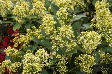 Skimmia Skimmia japonica 'Marlot' struik Skimmia japonica 'Marlot'