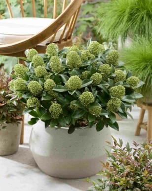 Skimmia Skimmia japonica 'White Globe' struik Skimmia japonica 'White Globe'