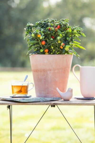Oranjeboompje Solanum pseudocapsicum struik Solanum pseudocapsicum struik