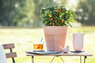 Solanum pseudocapsicum