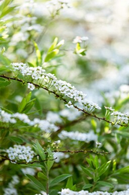 Spiraea arguta