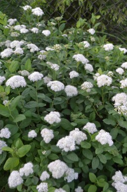 Spirea Spiraea betulifolia 'Tor' struik Spiraea betulifolia 'Tor' struik
