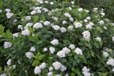 Spirea Spiraea betulifolia 'Tor' struik Spiraea betulifolia 'Tor' struik