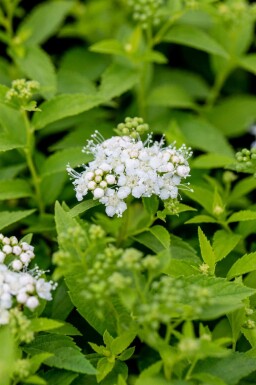 Japanse spirea Spiraea japonica 'Albiflora' struik Spiraea japonica 'Albiflora'