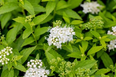 Japanse spirea Spiraea japonica 'Albiflora' struik Spiraea japonica 'Albiflora'