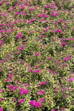 Japanse spirea Spiraea japonica 'Anthony Waterer' struik Spiraea japonica 'Anthony Waterer'