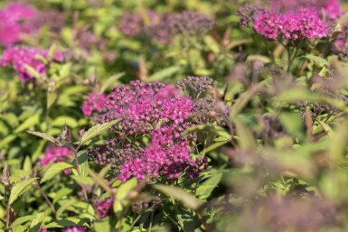 Japanse spirea Spiraea japonica 'Anthony Waterer' struik Spiraea japonica 'Anthony Waterer'
