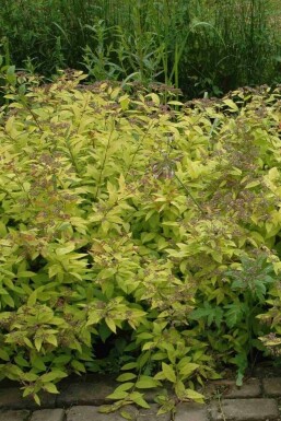 Spierstruik Spiraea japonica 'Golden Princess' struik Spiraea japonica 'Golden Princess'