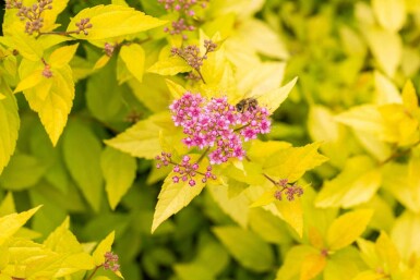 Spierstruik Spiraea japonica 'Golden Princess' struik Spiraea japonica 'Golden Princess'