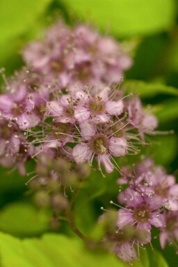 Spierstruik Spiraea japonica 'Goldflame' struik Spiraea japonica 'Goldflame'