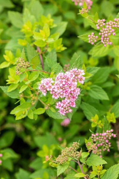 Spiraea japonica 'Little Princess' p13 10-15