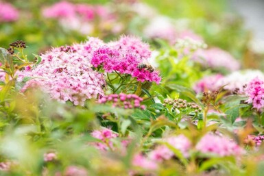 Spiraea japonica 'Little Princess' p13 10-15