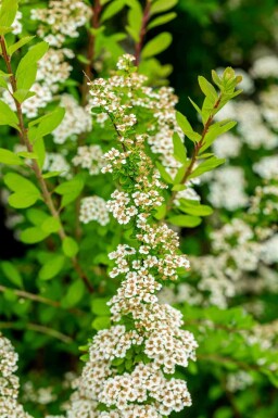 Japanse spirea Spiraea nipponica 'Snowmound' struik Spiraea nipponica 'Snowmound'