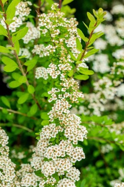 Japanse spirea Spiraea nipponica 'Snowmound' struik Spiraea nipponica 'Snowmound'