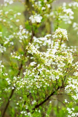 Spirea Spiraea thunbergii struik Spiraea thunbergii struik