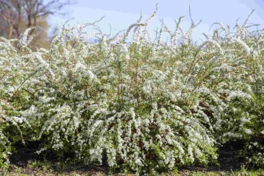 Spiraea thunbergii C1,3 20-25
