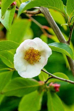 Stewartia pseudocamellia