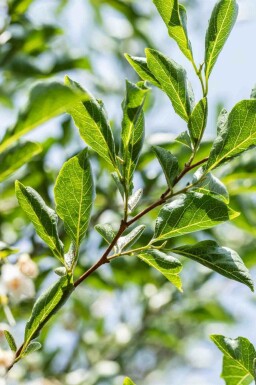 Japanse storaxboom Styrax japonicus struik Styrax japonicus struik