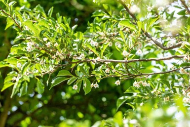 Japanse storaxboom Styrax japonicus struik Styrax japonicus struik