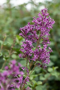 Syringa 'Bloomerang Dark Purple'