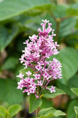 Sering Syringa 'Josée' struik Syringa 'Josée' struik