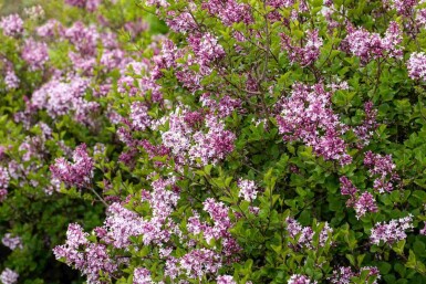 Dwergsering Syringa meyeri 'Palibin' struik Syringa meyeri 'Palibin' struik