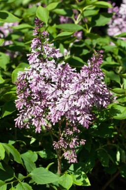 Dwergsering Syringa patula 'Miss Kim' struik Syringa patula 'Miss Kim' struik