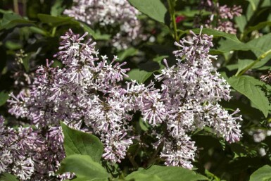 Dwergsering Syringa patula 'Miss Kim' struik Syringa patula 'Miss Kim' struik