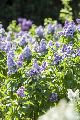 Sering Syringa vulgaris struik Syringa vulgaris struik