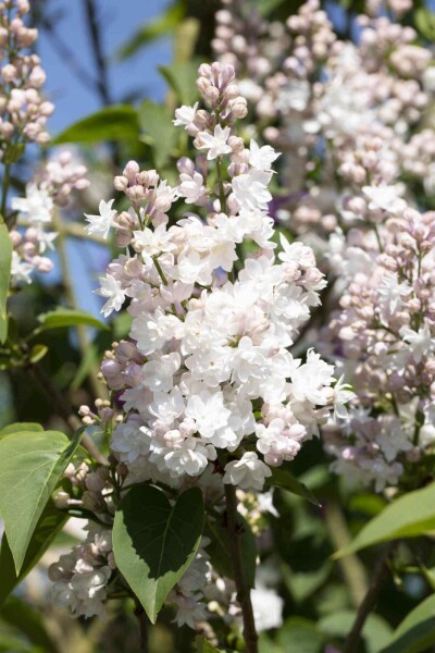 Syringa vulgaris 'Beauty of Moscow' struik 50-60 cm