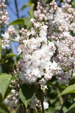 Sering Syringa vulgaris 'Beauty of Moscow' struik Syringa vulgaris 'Beauty of Moscow' struik