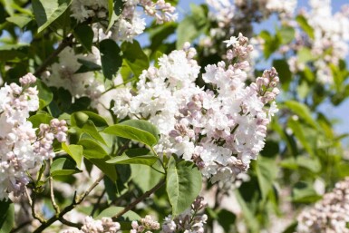 Sering Syringa vulgaris 'Beauty of Moscow' struik Syringa vulgaris 'Beauty of Moscow' struik