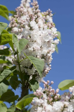 Syringa vulgaris 'Beauty of Moscow' struik 50-60 cm