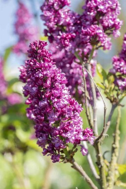 Syringa vulgaris 'Charles Joly' struik 60-80 cm