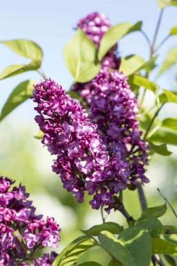 Syringa vulgaris 'Charles Joly' struik 60-80 cm