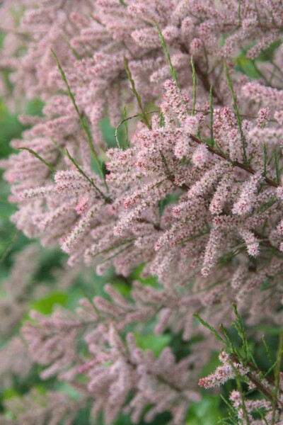 Tamarisk Tamarix gallica struik Tamarix gallica struik