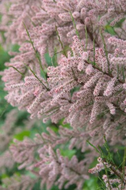 Tamarisk Tamarix gallica struik Tamarix gallica struik