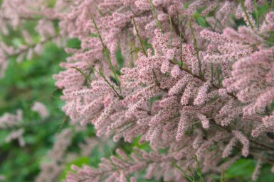 Tamarix gallica