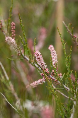 Tamarisk Tamarix parviflora struik Tamarix parviflora struik