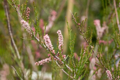 Tamarisk Tamarix parviflora struik Tamarix parviflora struik