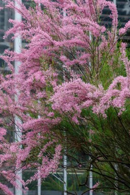 Tamarix ramosissima