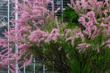 Tamarix ramosissima