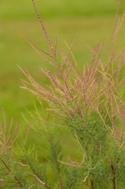 Tamarix ramosissima 'Pink Cascade'