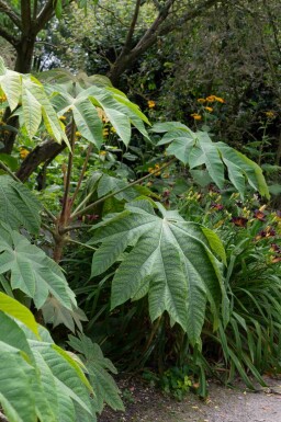 Chinese rijstpapier plant Tetrapanax papyrifer 'Rex' struik Tetrapanax papyrifer 'Rex'