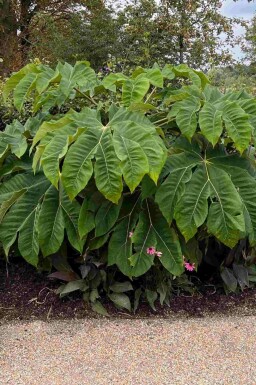 Chinese rijstpapier plant Tetrapanax papyrifer 'Rex' struik Tetrapanax papyrifer 'Rex'